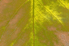 IMG_4285_v8bc_flat__