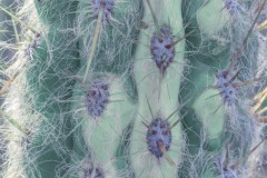IMG_4447_v3b_