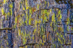 Lichens-v3-crop-