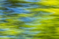 Abstract Tree Leaves Oregon MG 2541