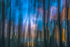 Abstract Forest Oregon Dusk MG_2857 v2b
