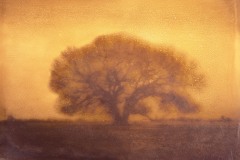 BSFAimages Manipulated Prints Owens Valley Oak