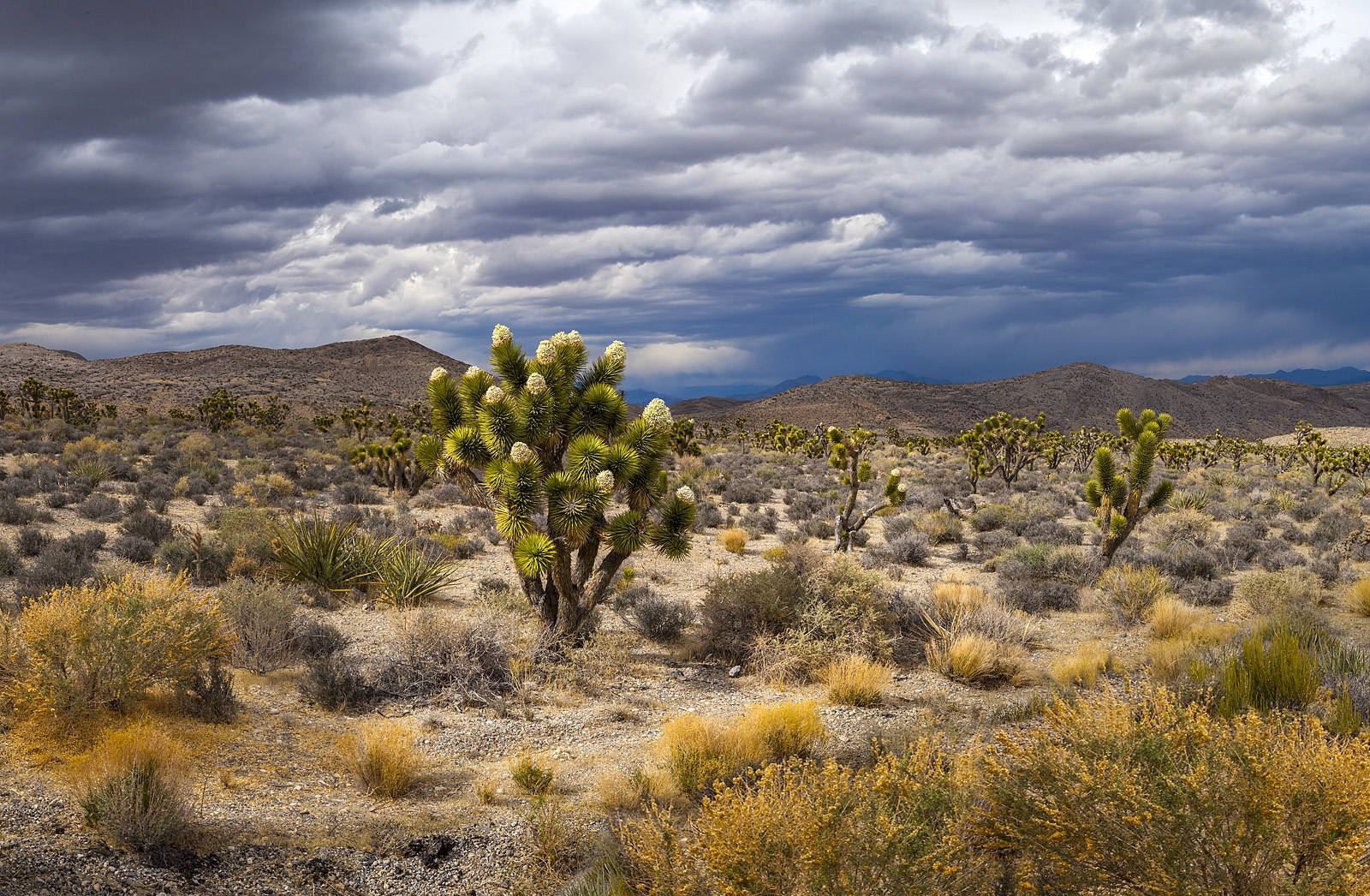 Nevada Scenic Landscapes Joshua Tree Hwy 156