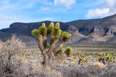 Nevada Scenic Landscape VQ4G2355 Vcnty Mormon Well & Hwy 95