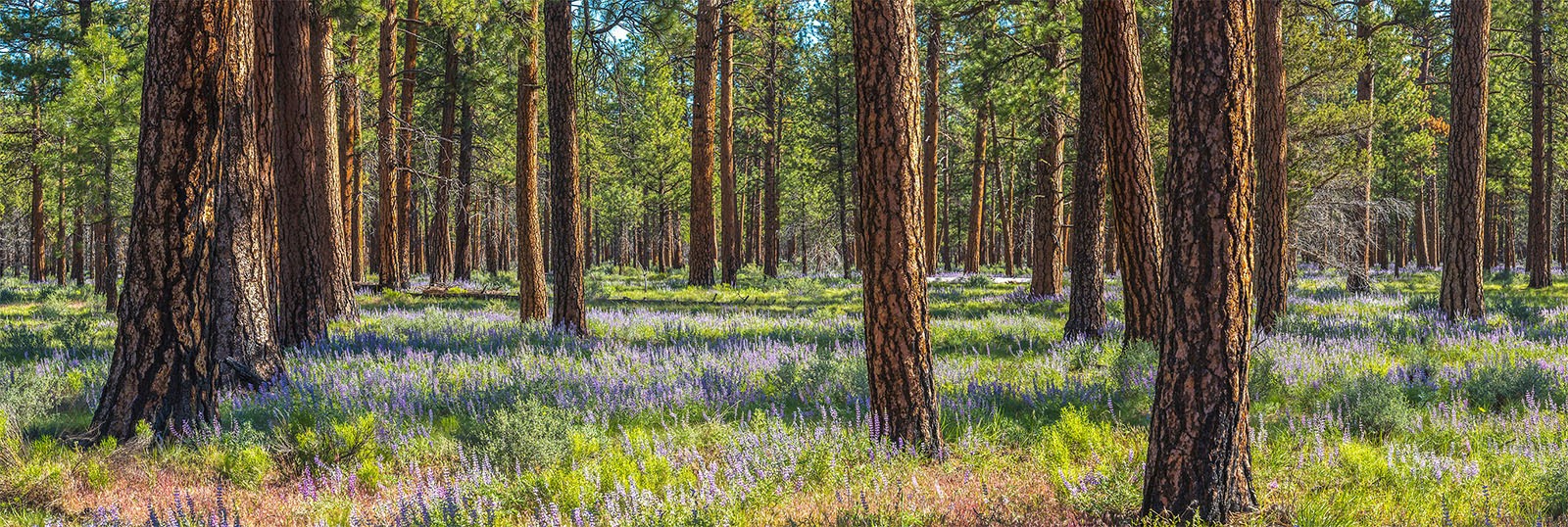 Oregon Ponderosa Pines Panorama