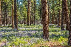 Oregon Ponderosa Pines Panorama